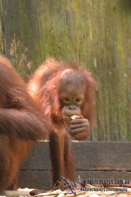 Orangutan 3497.jpg