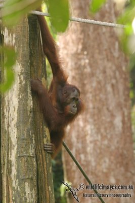 Orangutan 3858.jpg