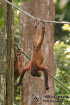 Orangutan 3874.jpg