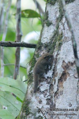 Plain Pygmy Squirrel 3260.jpg