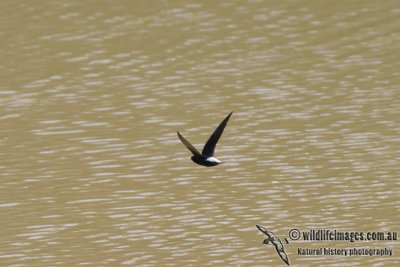 Silver-rumped Spinetail 3597.jpg