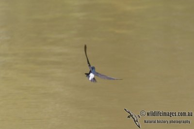 Silver-rumped Spinetail 3599.jpg