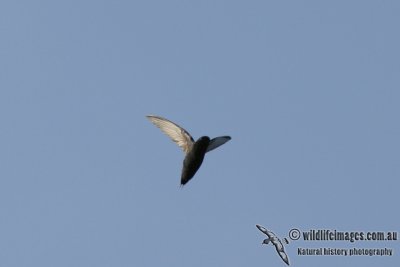 Silver-rumped Spinetail 3778.jpg