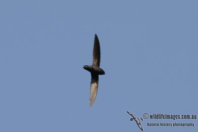 Silver-rumped Spinetail 3787.jpg