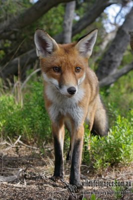Red Fox 5995.jpg