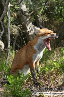 Red Fox 6011.jpg