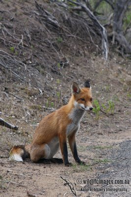 Red Fox 5945.jpg