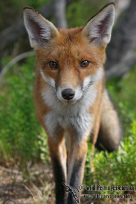 Red Fox 5994.jpg