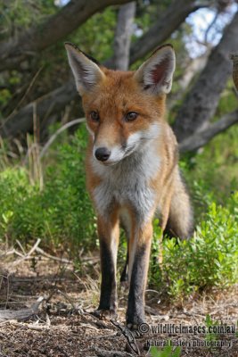 Red Fox 5999.jpg