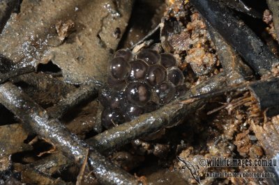 Geocrinia victoriana egg-mass 6057.jpg