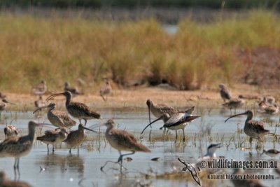 Eurasian Curlew 6198.jpg