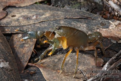 Freshwater Crayfish - Engaeus urostrictus (?)