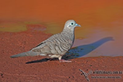 Peaceful Dove a4844.jpg