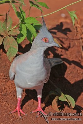 Crested Pigeon a4806.jpg