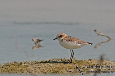 Red-capped Plover a6268.jpg