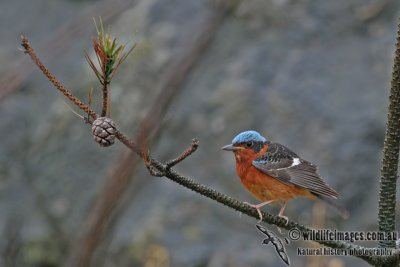 White-throated Rock-thrush - Monticola gularis