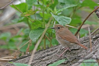 Rufous-tailed Robin - Luscinia sibilans