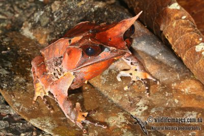 Megophrys nasuta 6459.jpg