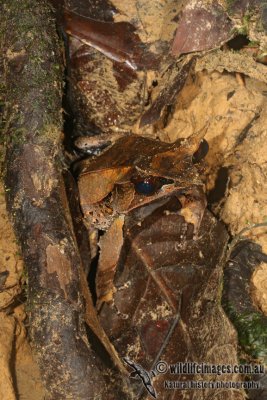 Megophrys nasuta 6474.jpg