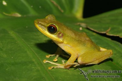 Hylarana raniceps 6337.jpg