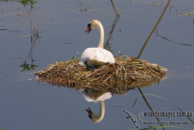 Mute Swan 6926.jpg