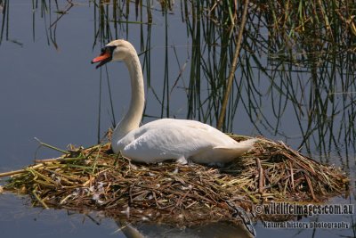 Mute Swan 6928.jpg