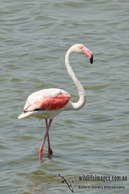 Greater Flamingo  (Australian vagrant)