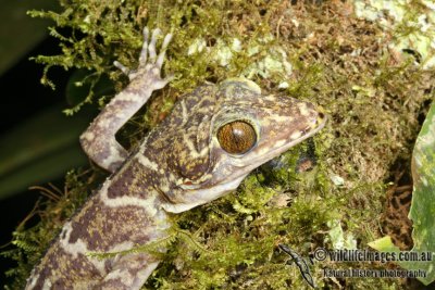 Cyrtodactylus consobrinus 6308.jpg