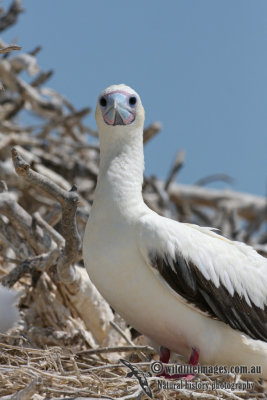 Red-footed Booby 3827.jpg