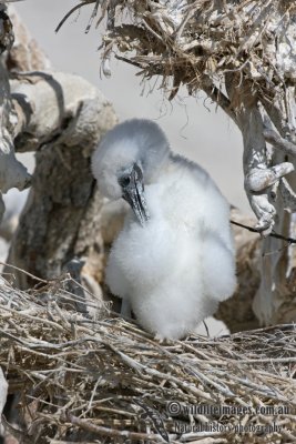 Red-footed Booby 3847.jpg