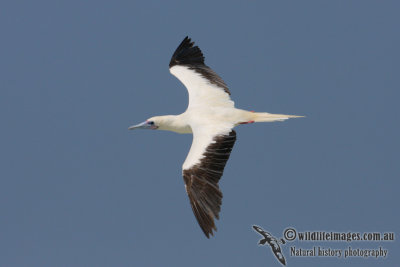 Red-footed Booby 3913.jpg