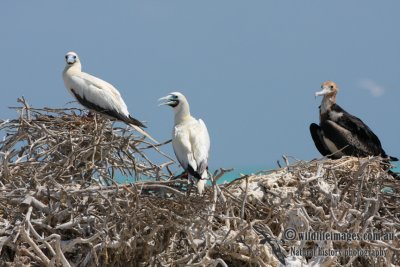 Red-footed Booby 3983.jpg