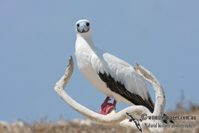 Red-footed Booby 4886.jpg