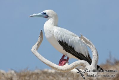 Red-footed Booby 4887.jpg