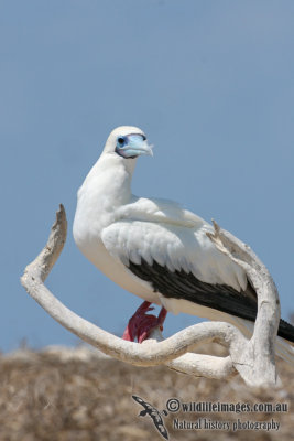 Red-footed Booby 4897.jpg