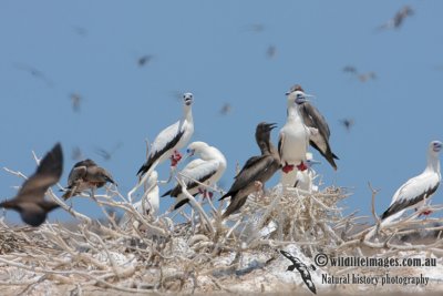 Red-footed Booby 5058.jpg