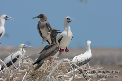 Red-footed Booby 5062.jpg