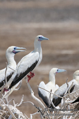 Red-footed Booby 5086.jpg