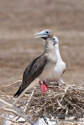 Red-footed Booby 5095.jpg