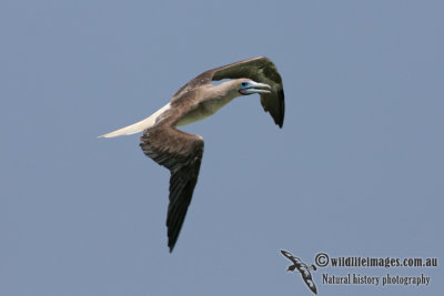 Red-footed Booby 5119.jpg