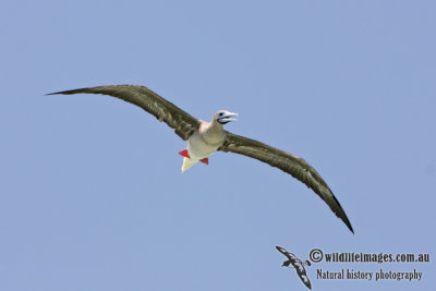 Red-footed Booby 5129.jpg