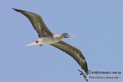 Red-footed Booby 5131.jpg