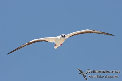 Red-footed Booby 5140.jpg
