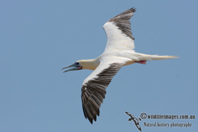 Red-footed Booby 5162.jpg