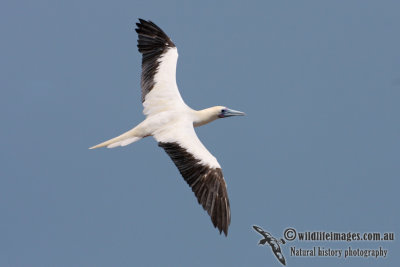 Red-footed Booby 5166.jpg