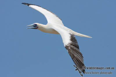 Red-footed Booby 5188.jpg