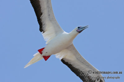 Red-footed Booby 5222.jpg