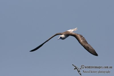 Red-footed Booby 6047.jpg