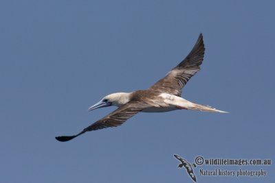 Red-footed Booby 6092.jpg