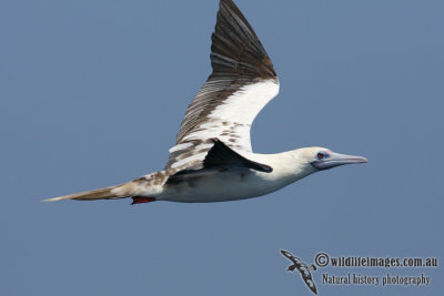 Red-footed Booby 6100.jpg